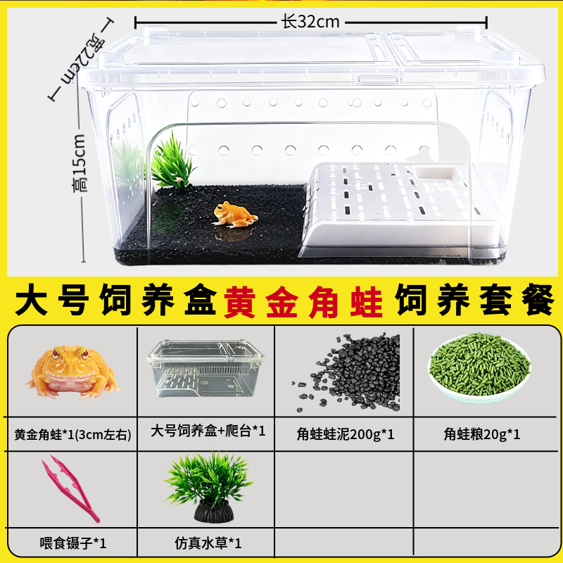 角蛙活体宠物黄金角蛙绿蛙角蛙泥角蛙粮饲养盒蛙饲料宠物青蛙活物