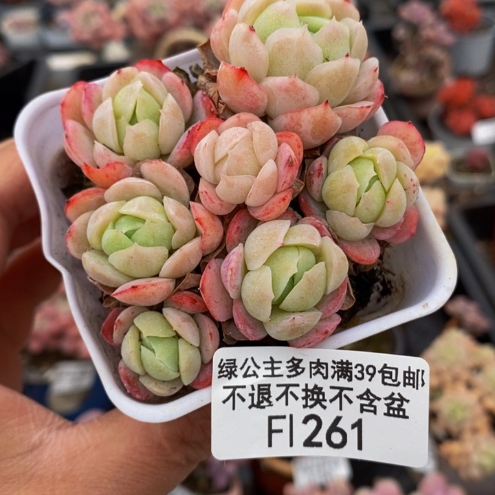 香水贝瑞7cm261多肉植物