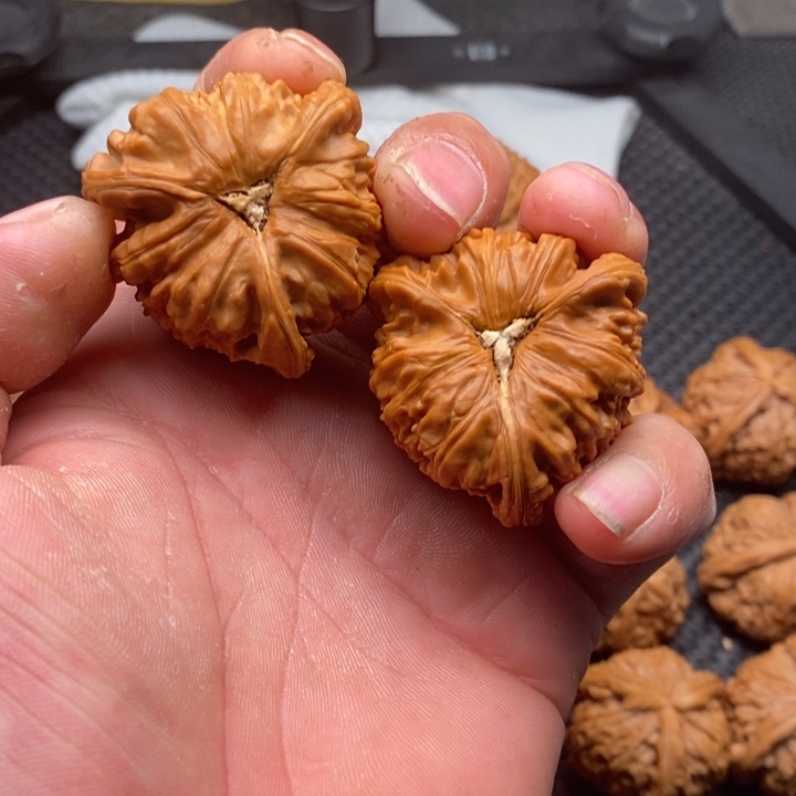 核桃把件傅*傅拼接白狮子5