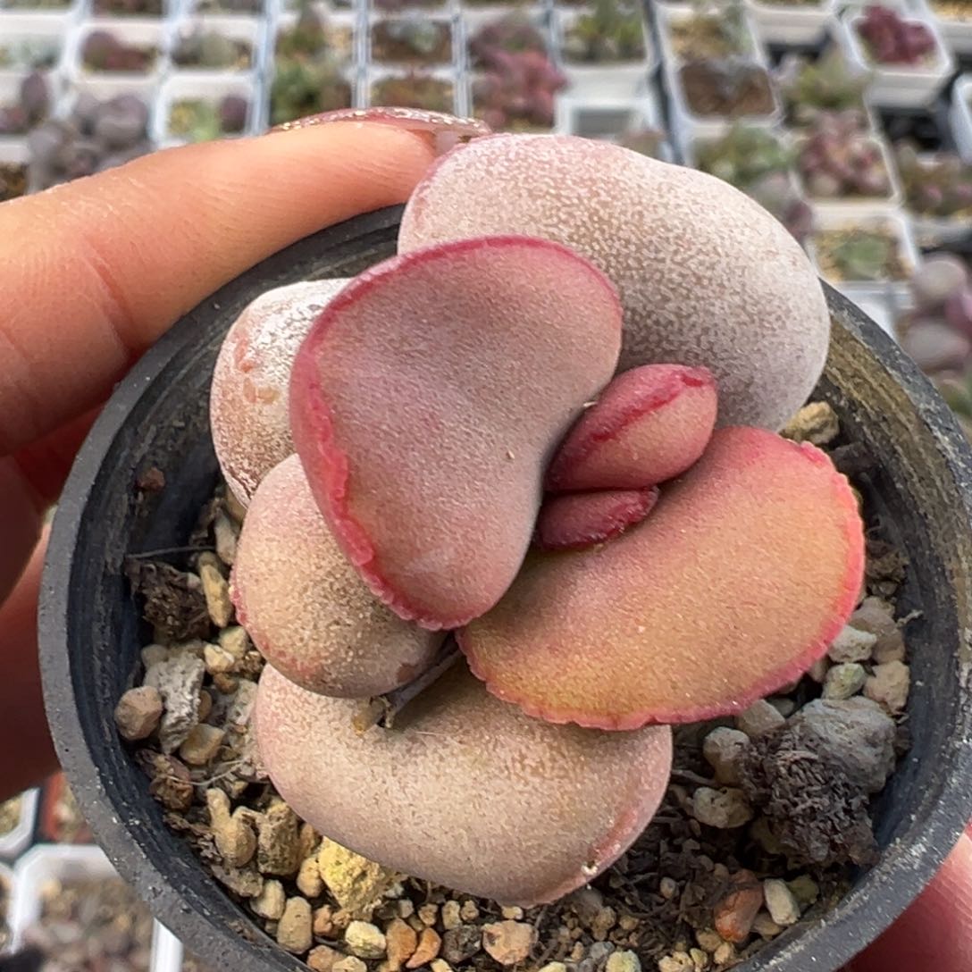 红蛋单头花型多肉植物水泡