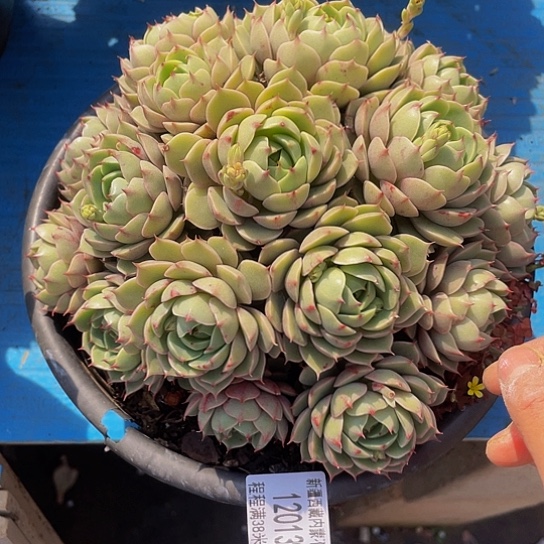 默*本吧12013多肉