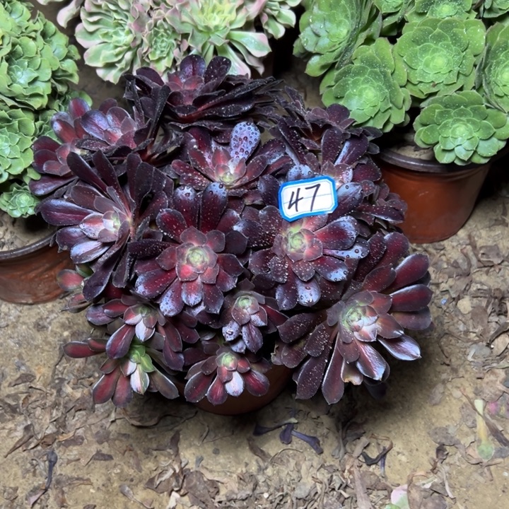 多肉植物花娜47法师