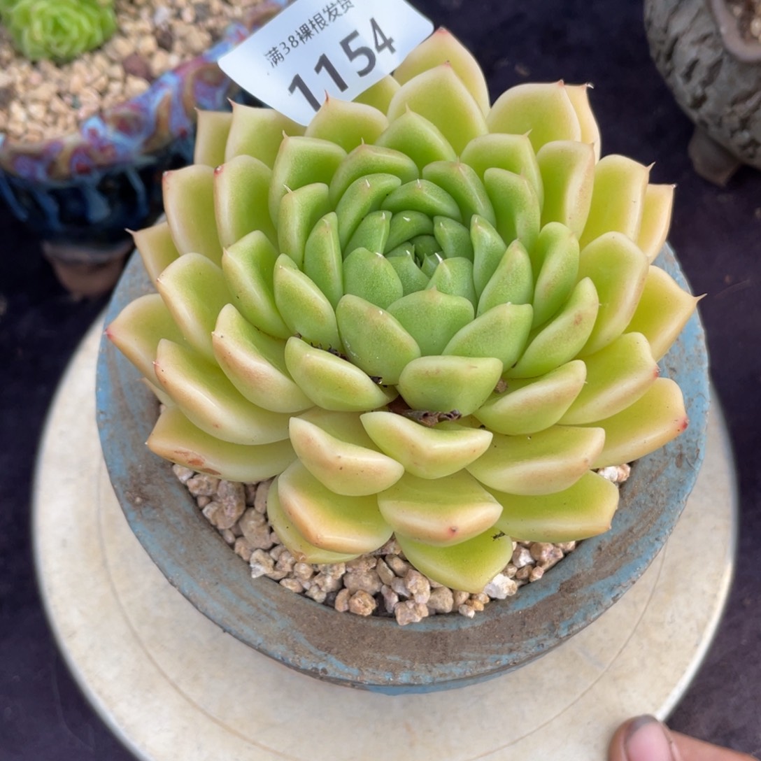 ****寶1154单头东云一物一拍多肉植物