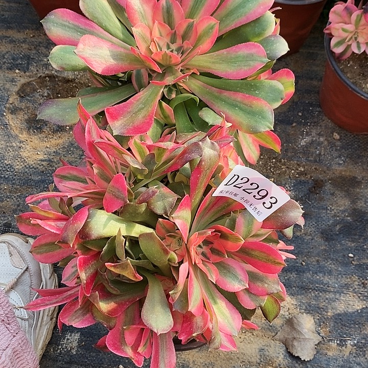 2293、94香妃多肉母本2颗无售后