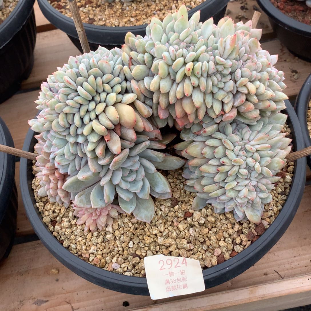 21厘米胸花星影缀2924