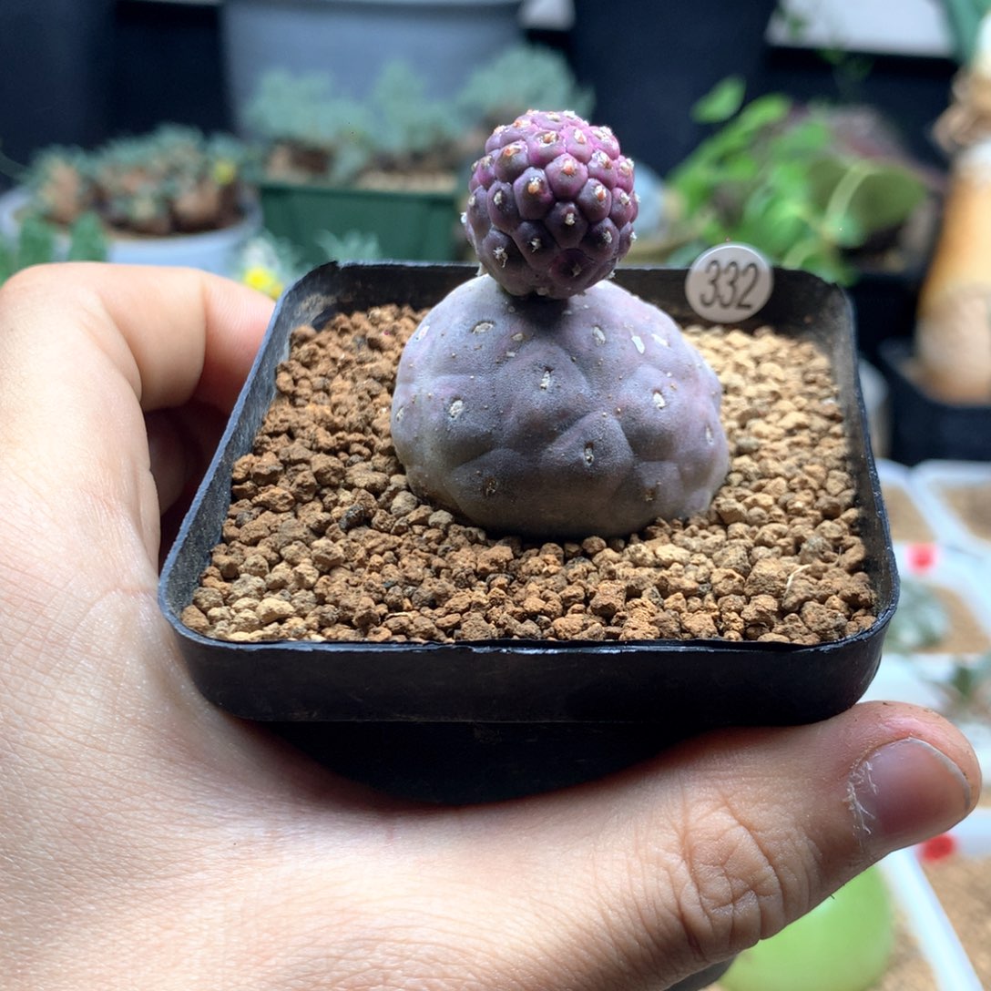 无刺习志野带盆多肉带盆