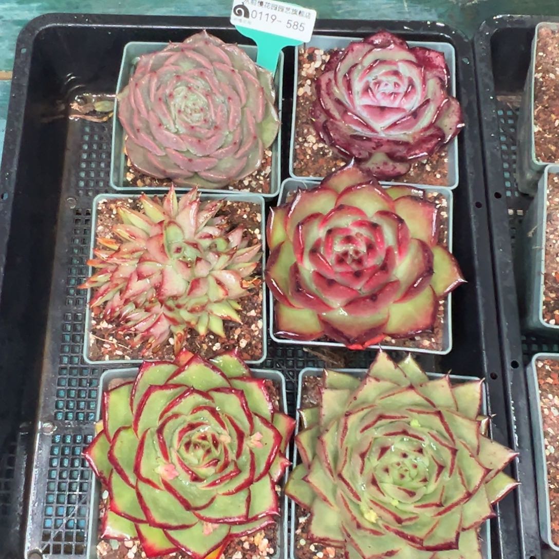 多肉精选编号0119.585