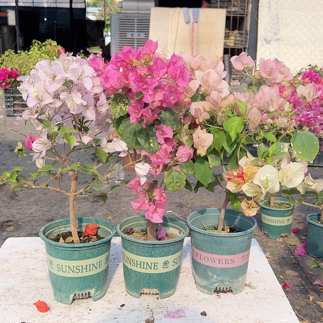 大部分花苞少量开放苹果花，撒金粉，暗斑丽人组合