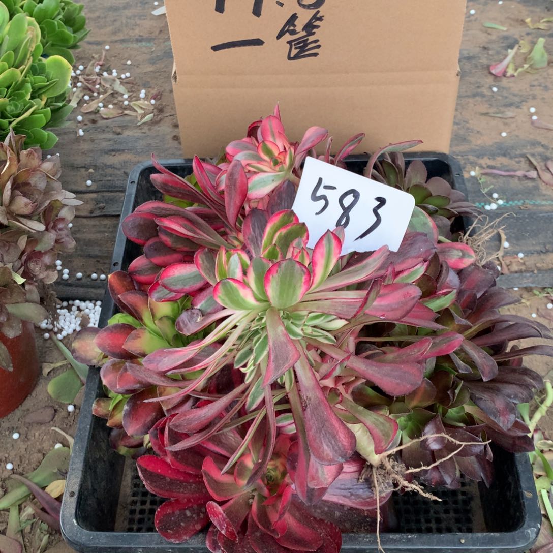 583多肉植物盆栽花卉