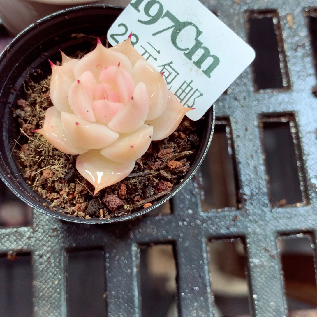 5厘米盆精控多肉197