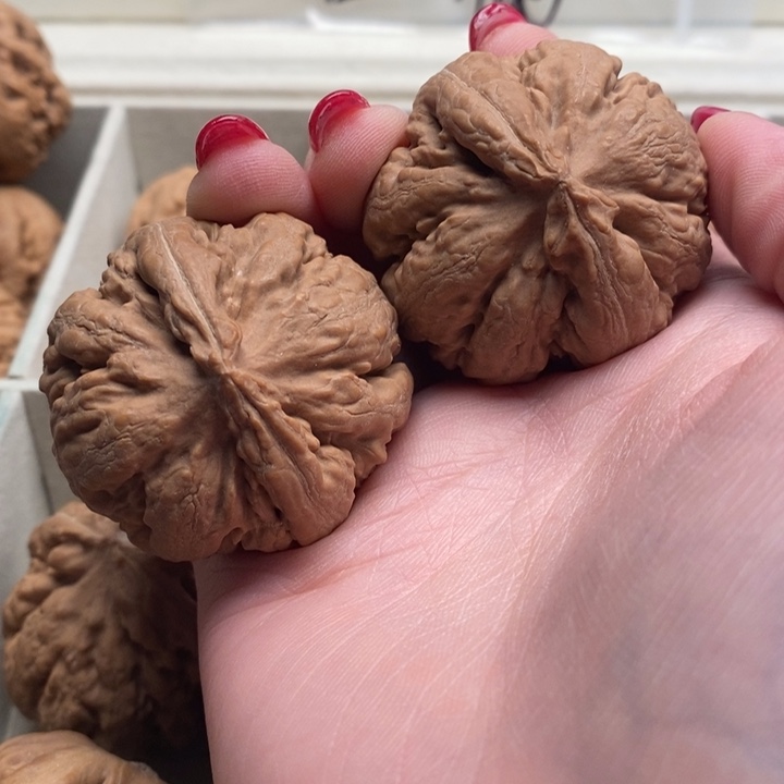 霸王龙全品无修一刀没动