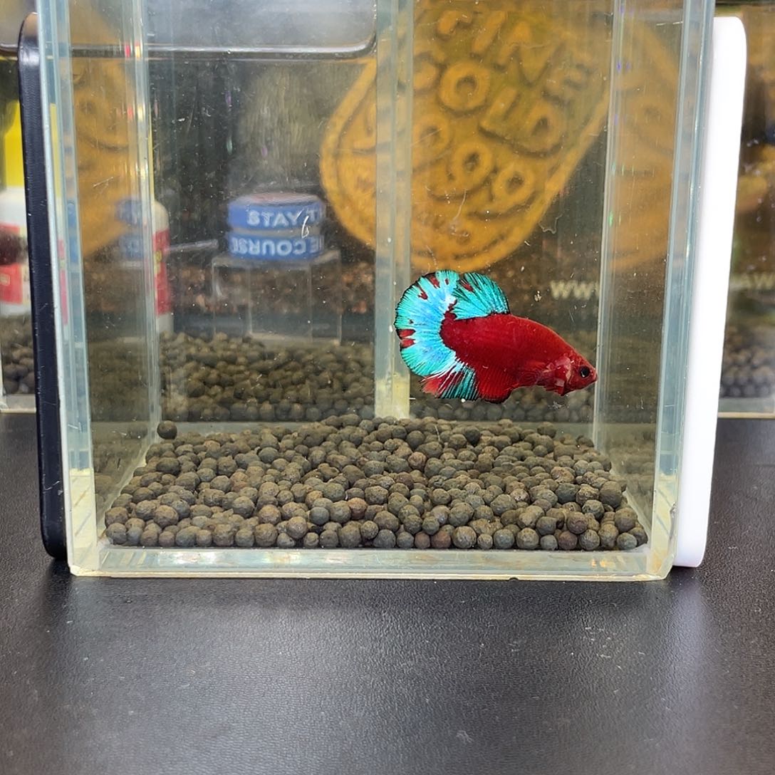 斗鱼20号112早红肉