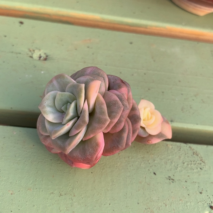 可爱玫瑰锦锦上园艺一物一拍