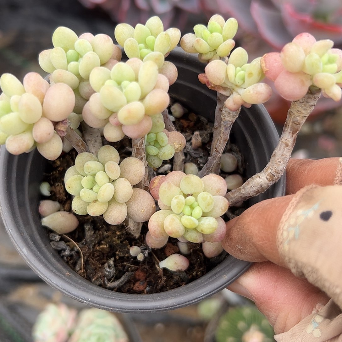 多肉植物泡泡糖群