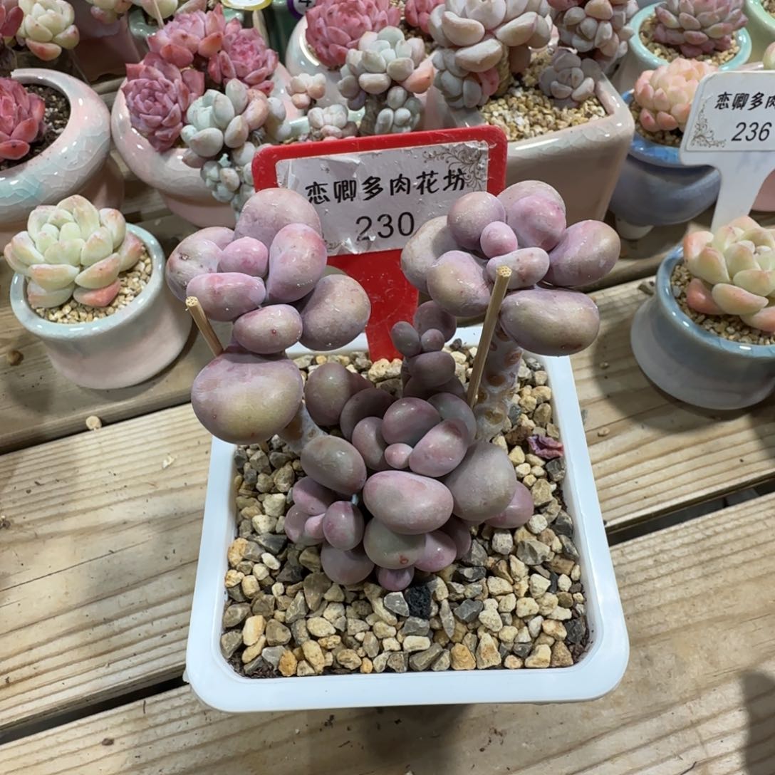 230桃蛋老桩多头无砍