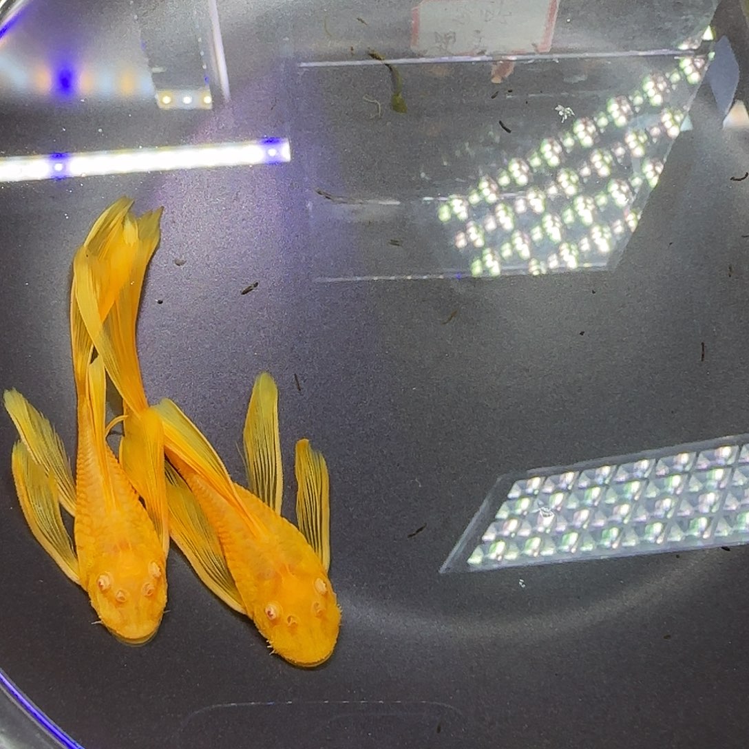 孔雀鱼黄金大帆6+两条