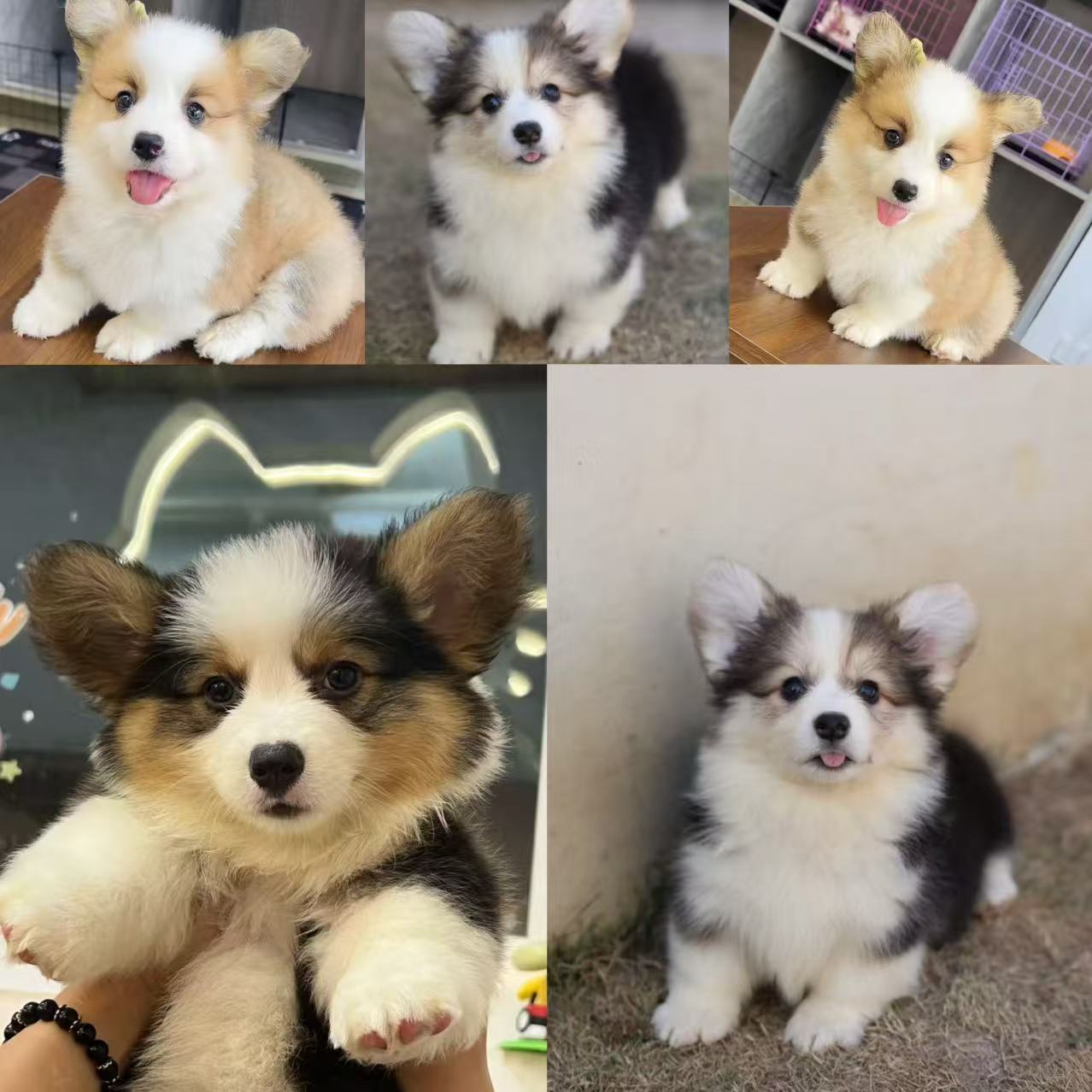 （遂宁犬舍）T可爱的比熊泰迪博美雪纳瑞柯基狗狗活体通用链接