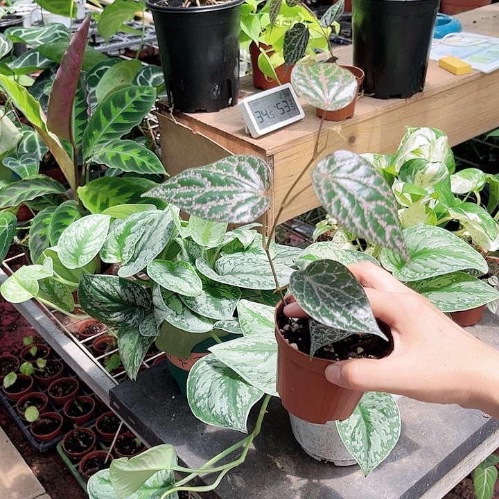 完全开放594 瑰丽胡椒