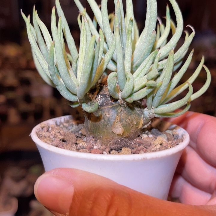 满38包邮2天凑单，脱土晾根发货多肉植物白象