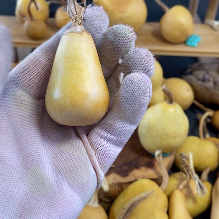 夏**?葫芦葫芦真的