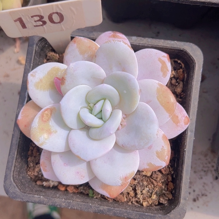 健健康康平平安安