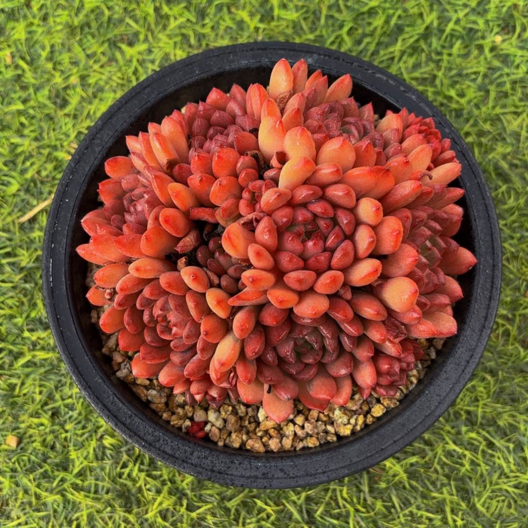 红宝石，多肉植物