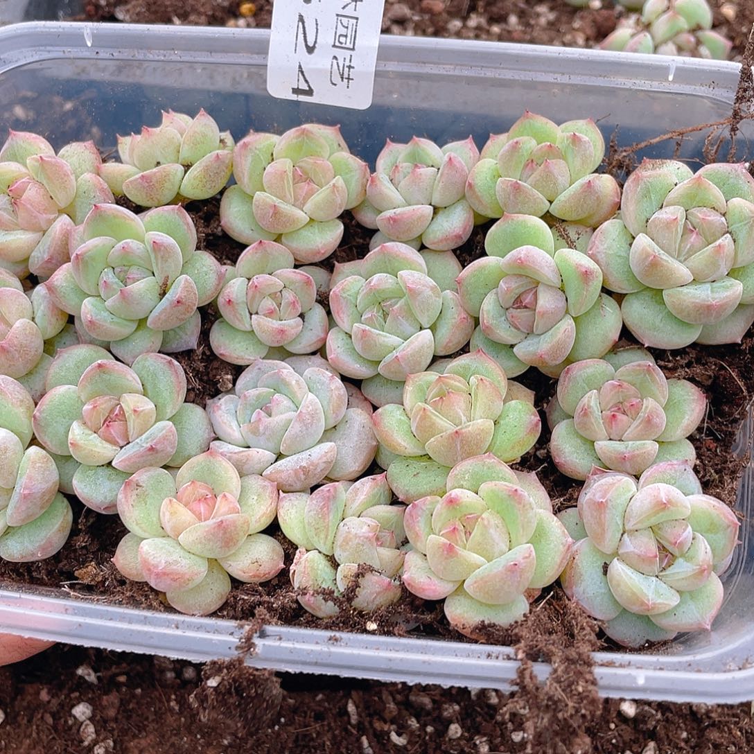 又***子多肉植物多肉植物624