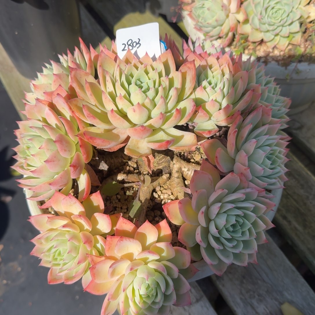 2803三色堇凡艺多肉