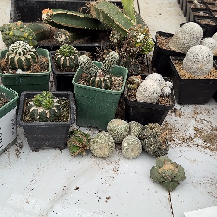 三脚架姐仙人球0278