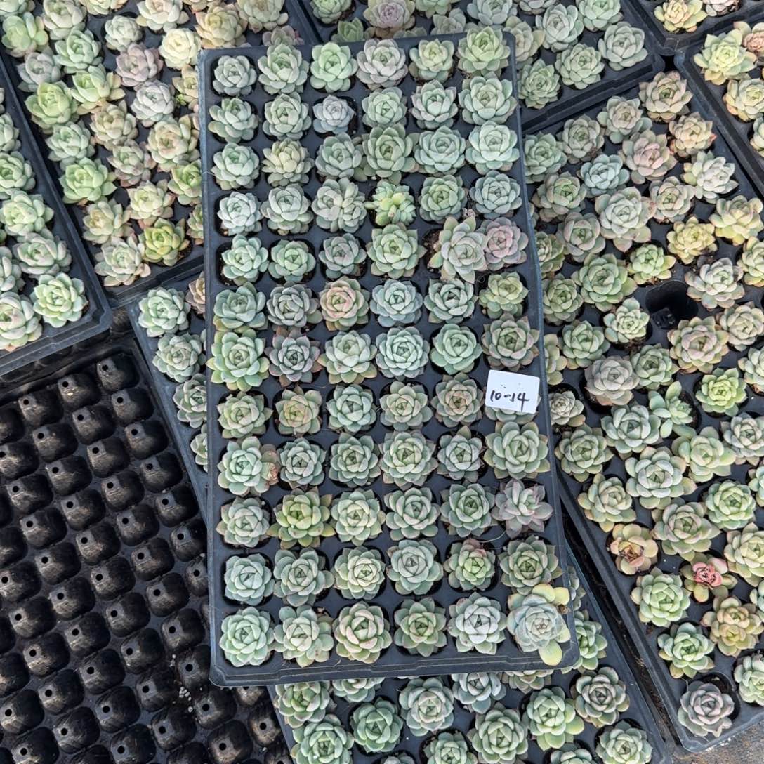 10-14珍妮一盘量拍发货