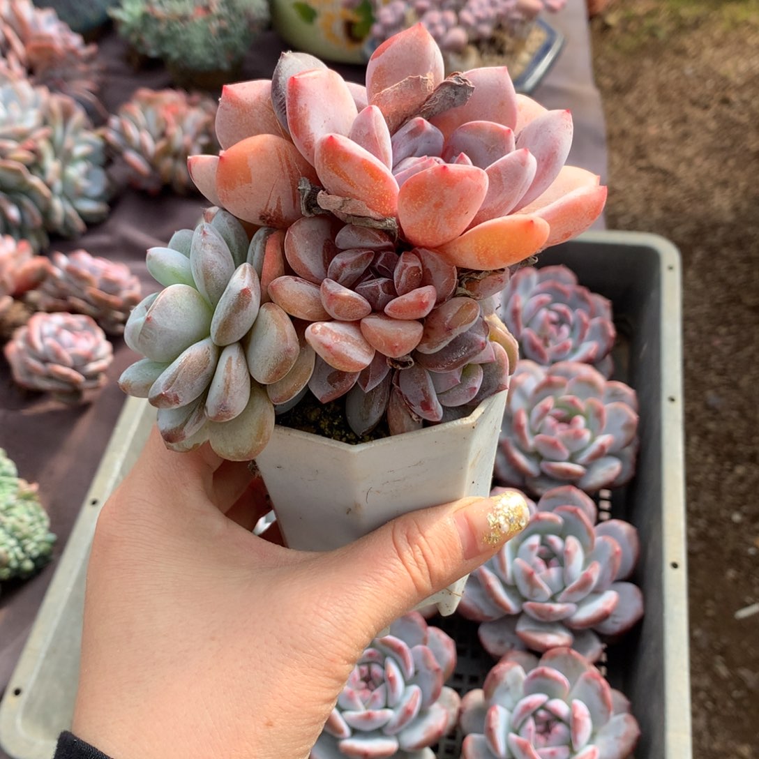 西***姐理性下单，拍下不退不换满38包邮