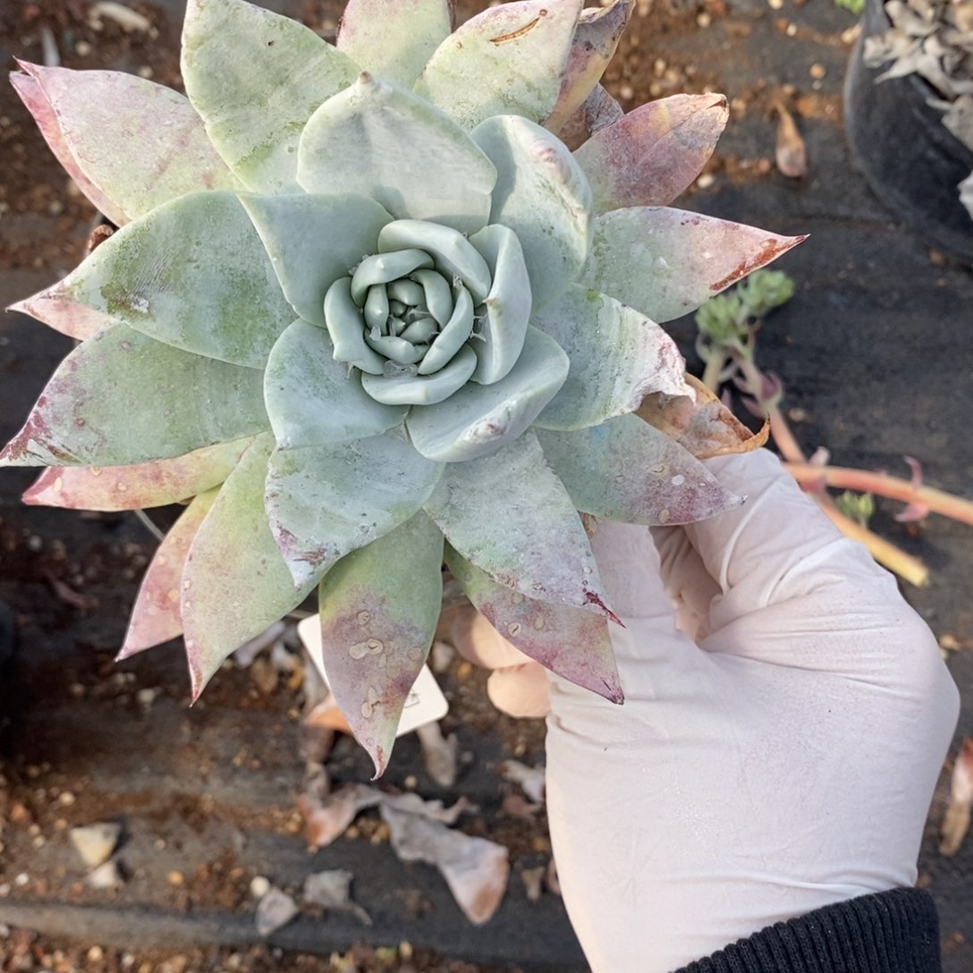 36号牡丹叶瑕疵瑕疵