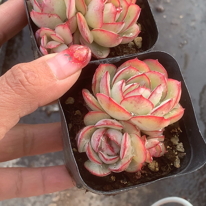 牡丹亭双。（满9.99包邮不满9.99发叶子）