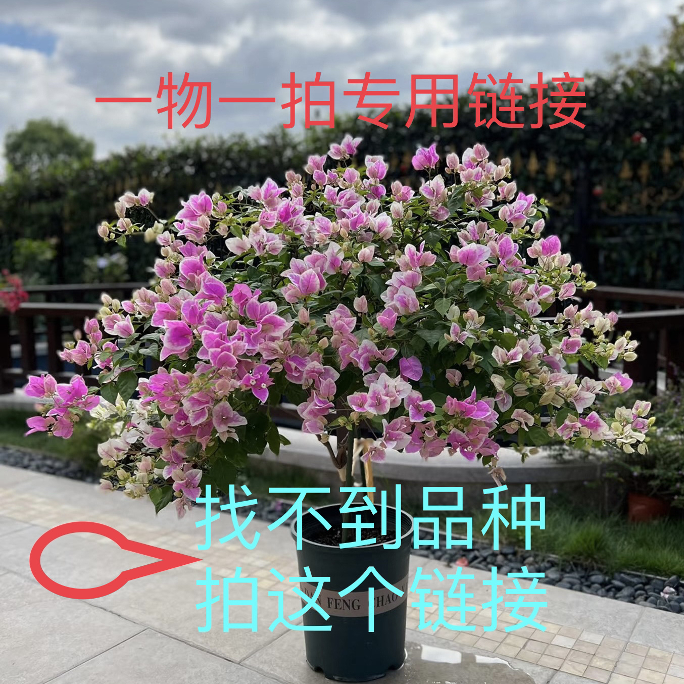 【一物一拍】三角梅花卉盆栽绿植四季开花飘窗爬藤垂吊新手好养勤花