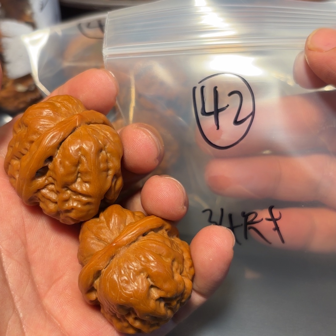 核桃其他蛤蟆头的