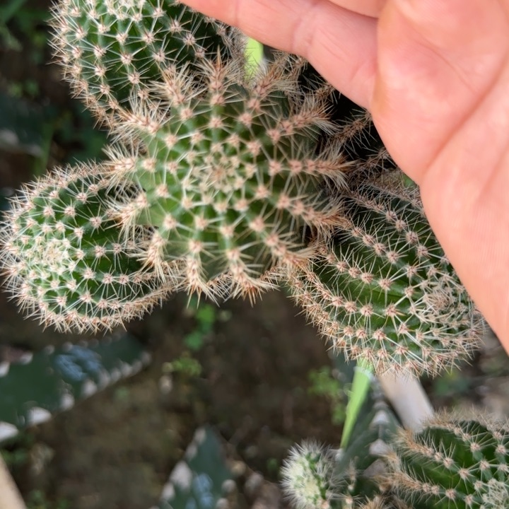 g4无根菜蚜三公分左右
