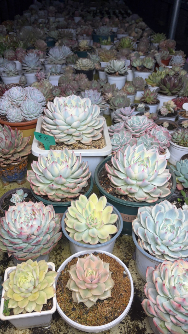 多肉植物多肉锦吉娃娃锦