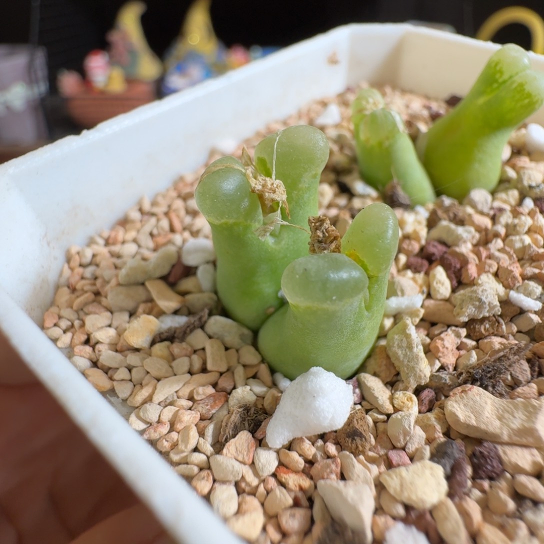 多肉植物好看肉锥超级奶瓶