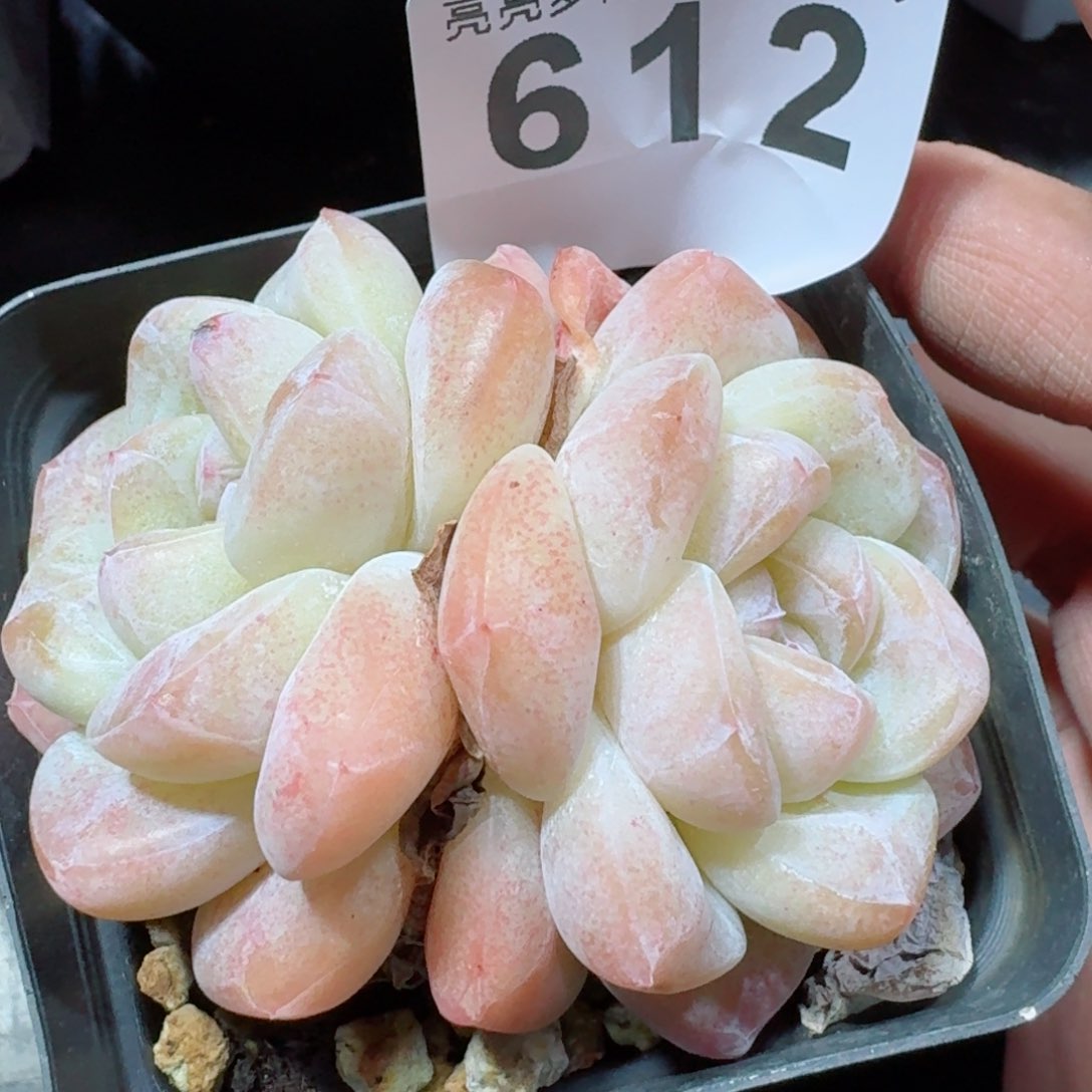 冰玉福利         精品多肉