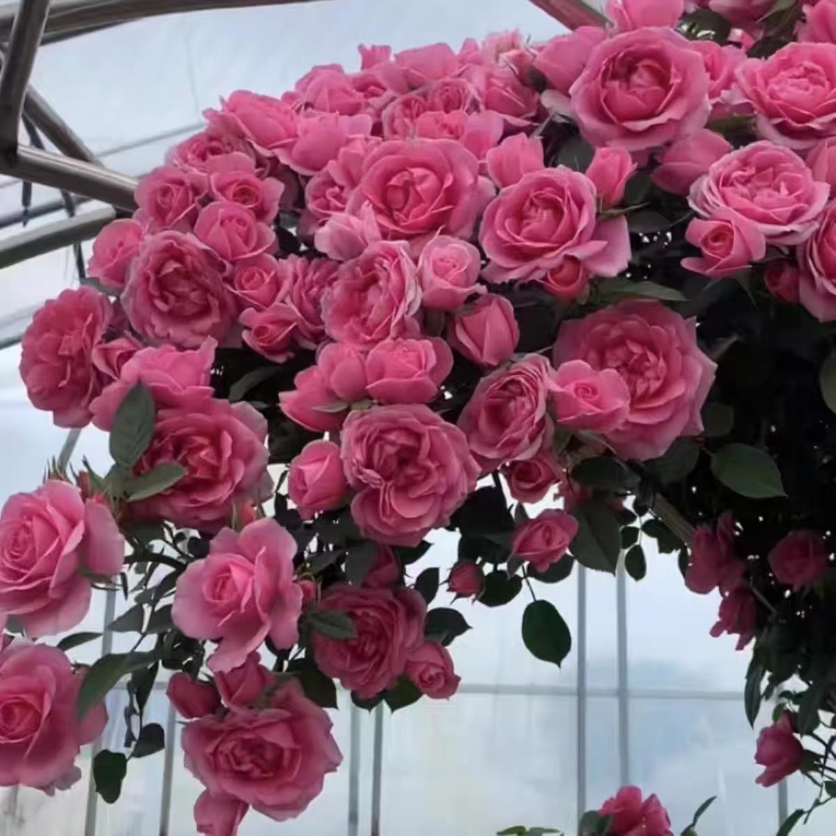 顺丰包邮 嬉皮士星星爬藤月季四季开花丰花月季爬墙藤本