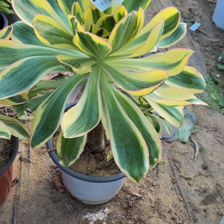 088燕姿锦多肉法师不包断枝