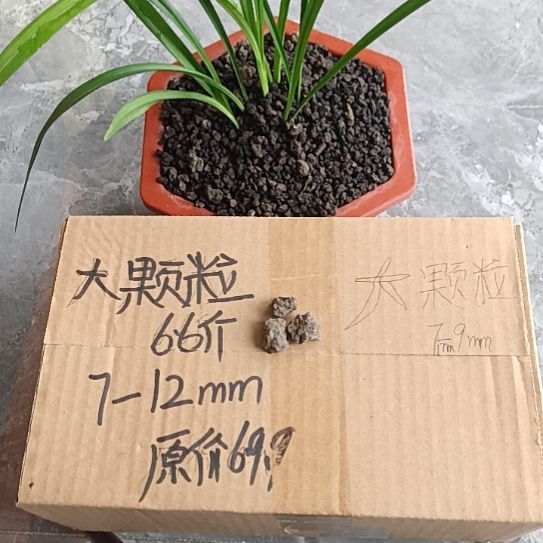 李***理兰菌黑山土大颗粒6.6斤