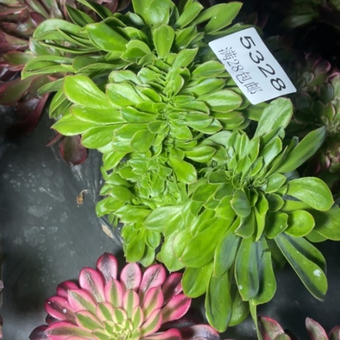 绿样多肉多肉5328