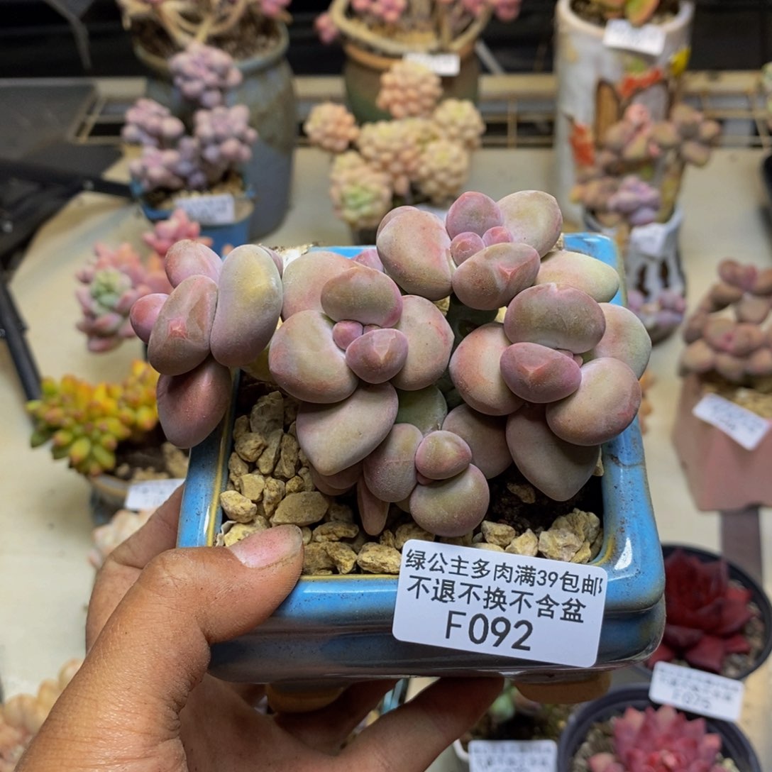 092芒果奶二代多肉8c m