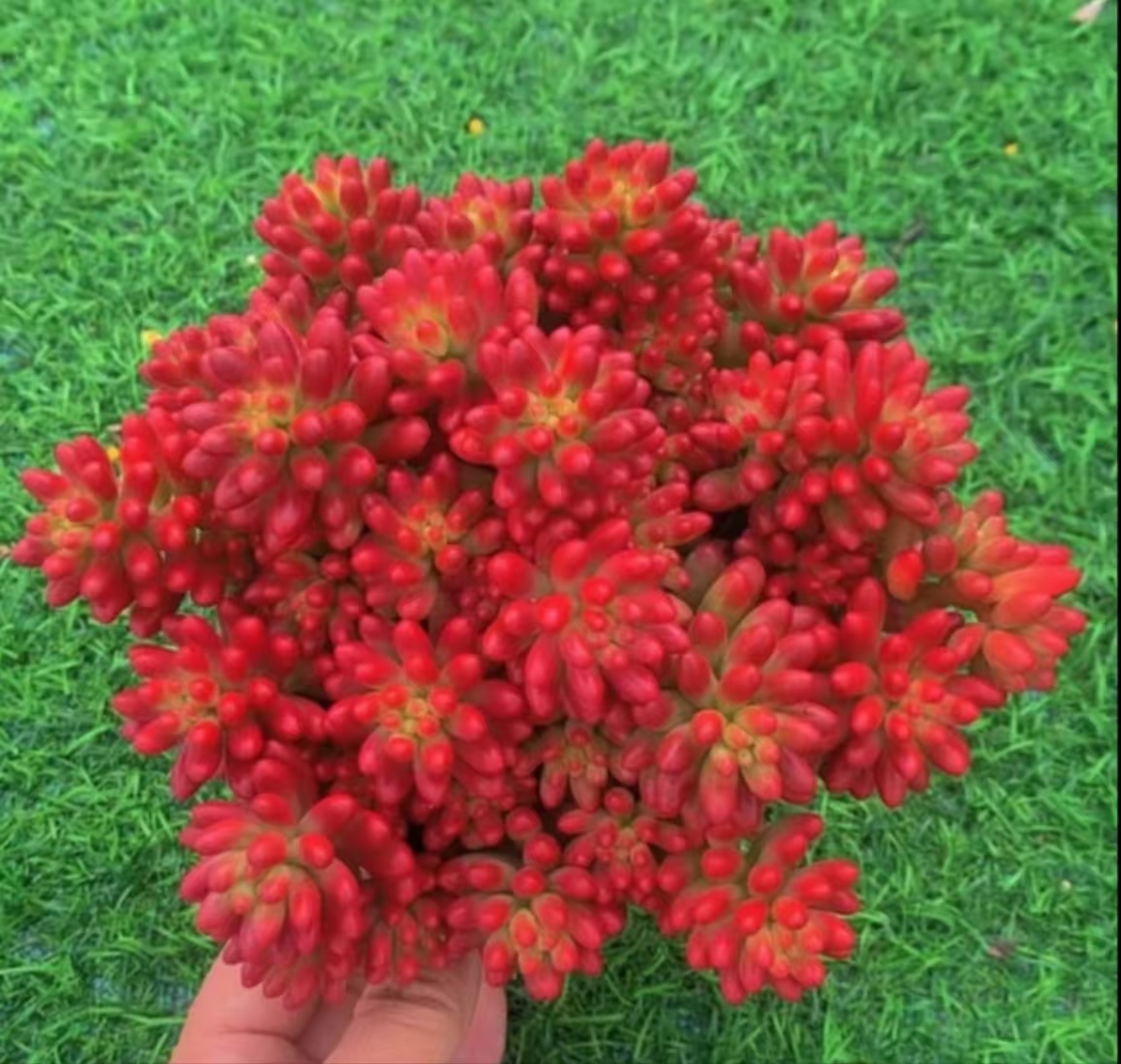 H红葡萄+汤姆猫  多肉 新手好养活 耐旱云南基地发货