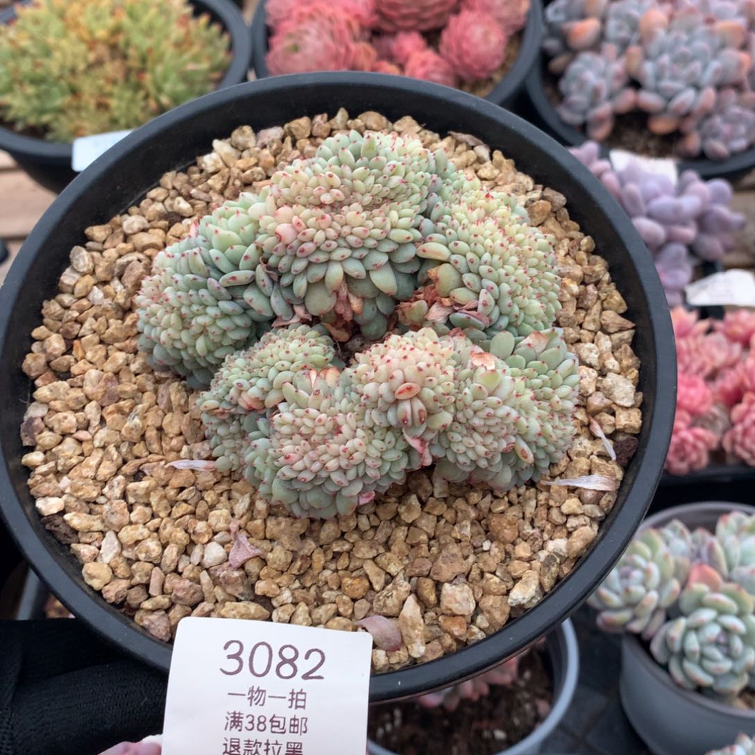 10厘米白胖子缀3082 