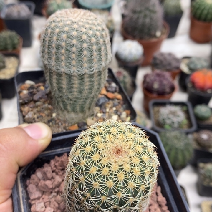 紫***莲三光虾御其虾2颗特价