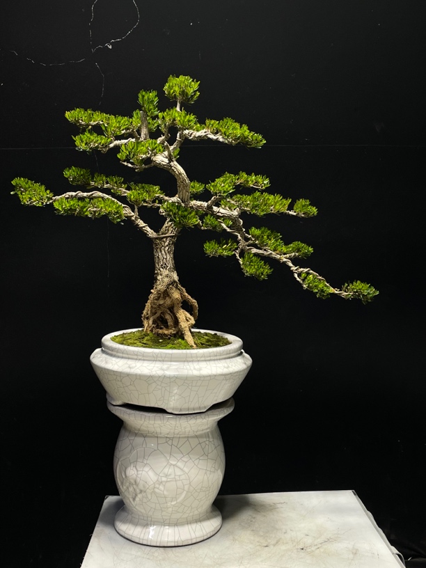 黄杨盆景高端大气室内外盆景别墅庭院园艺老桩盆景一物一拍