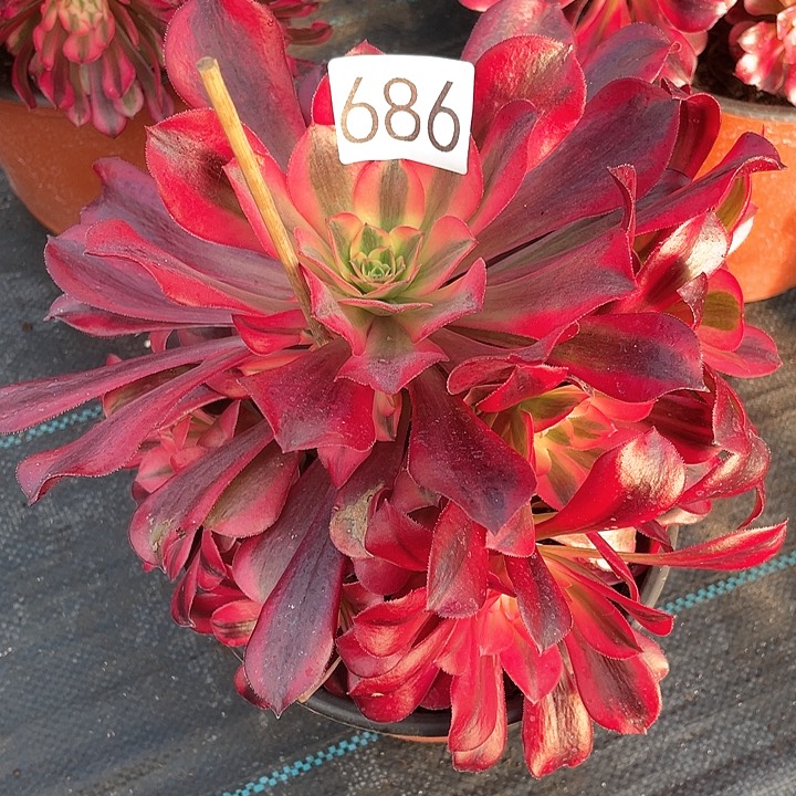 美杜莎686法师多肉