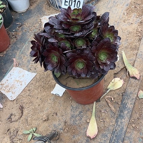 010黑魔不包断枝